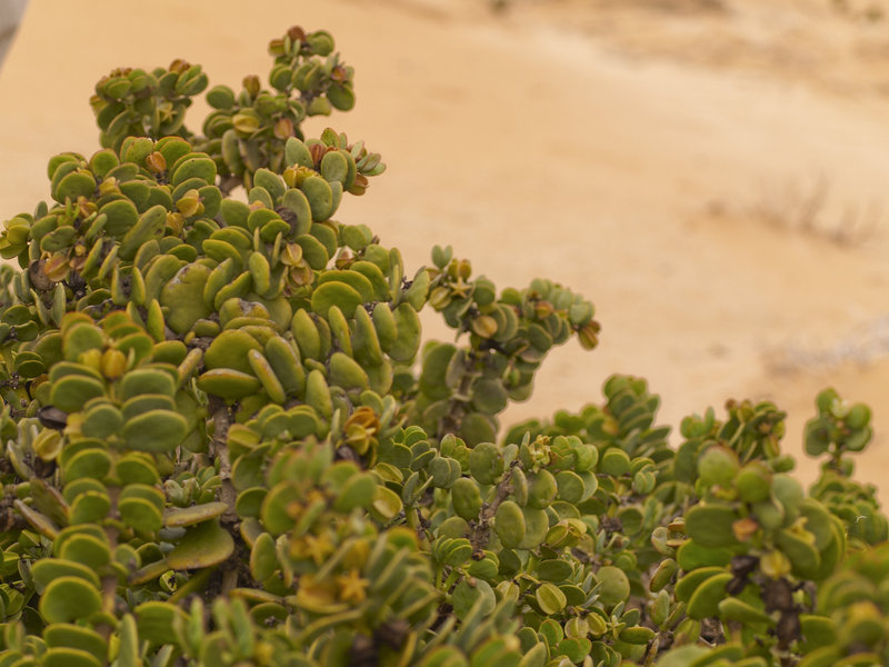 Swakopmund, Dollar Bush